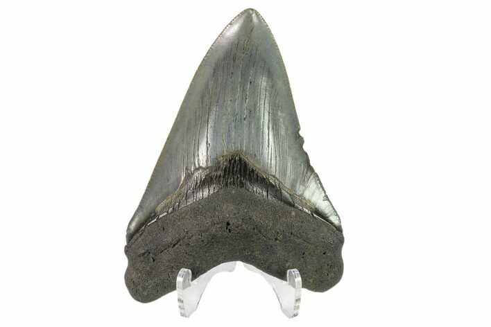 3.61" Fossil Megalodon Tooth - South Carolina